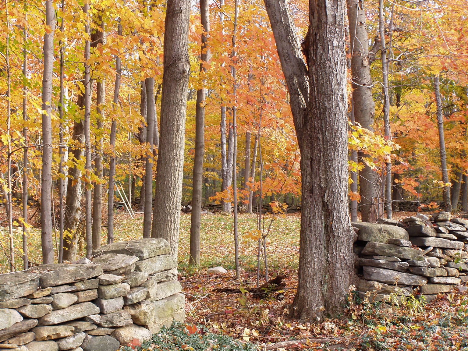 8 Incredible Places For Fall Foliage Near Mystic Connecticut 